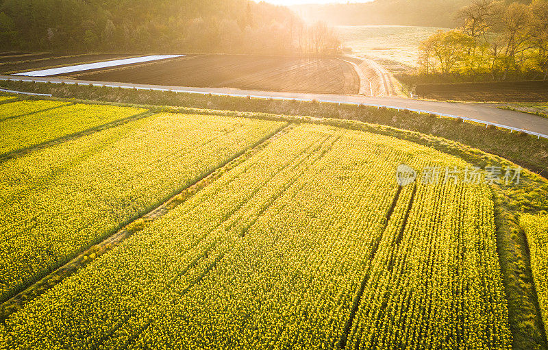 Aerial view of Canola flower fields at sunrise